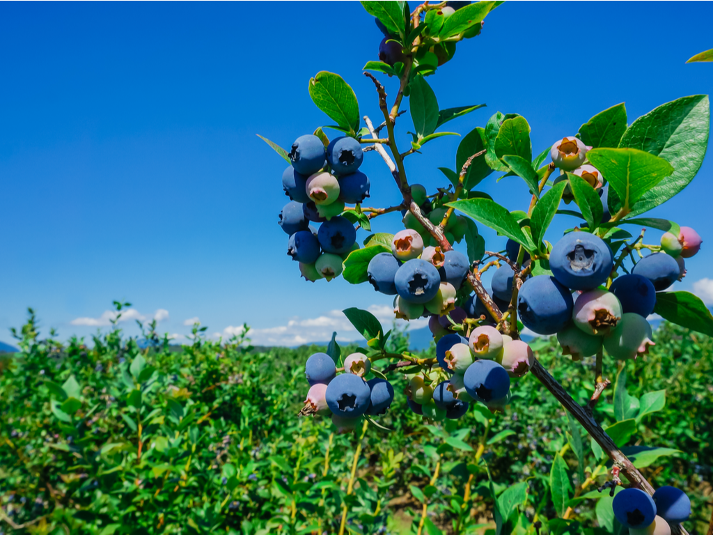 20210519 Blueberries Size2