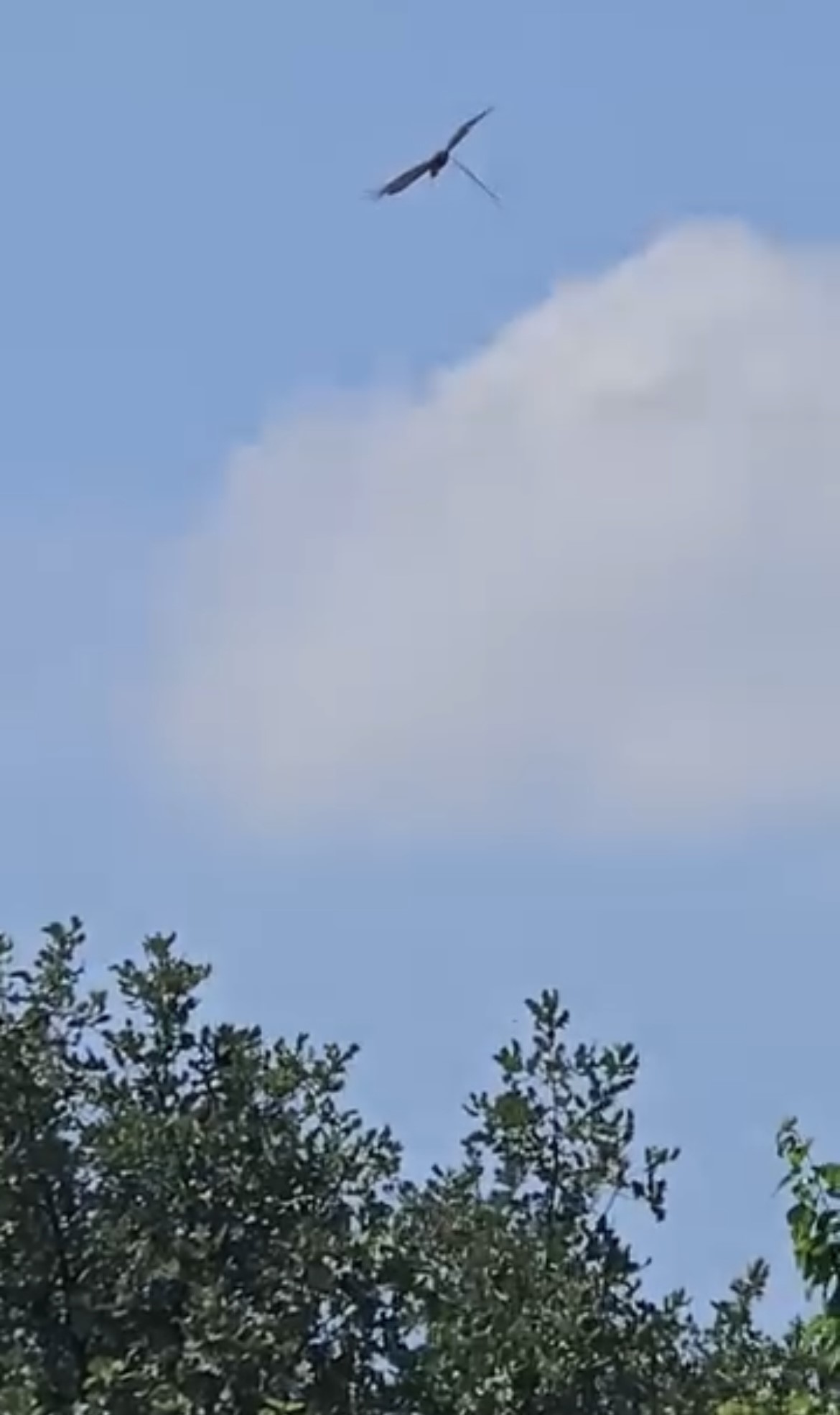 A W475885 02
