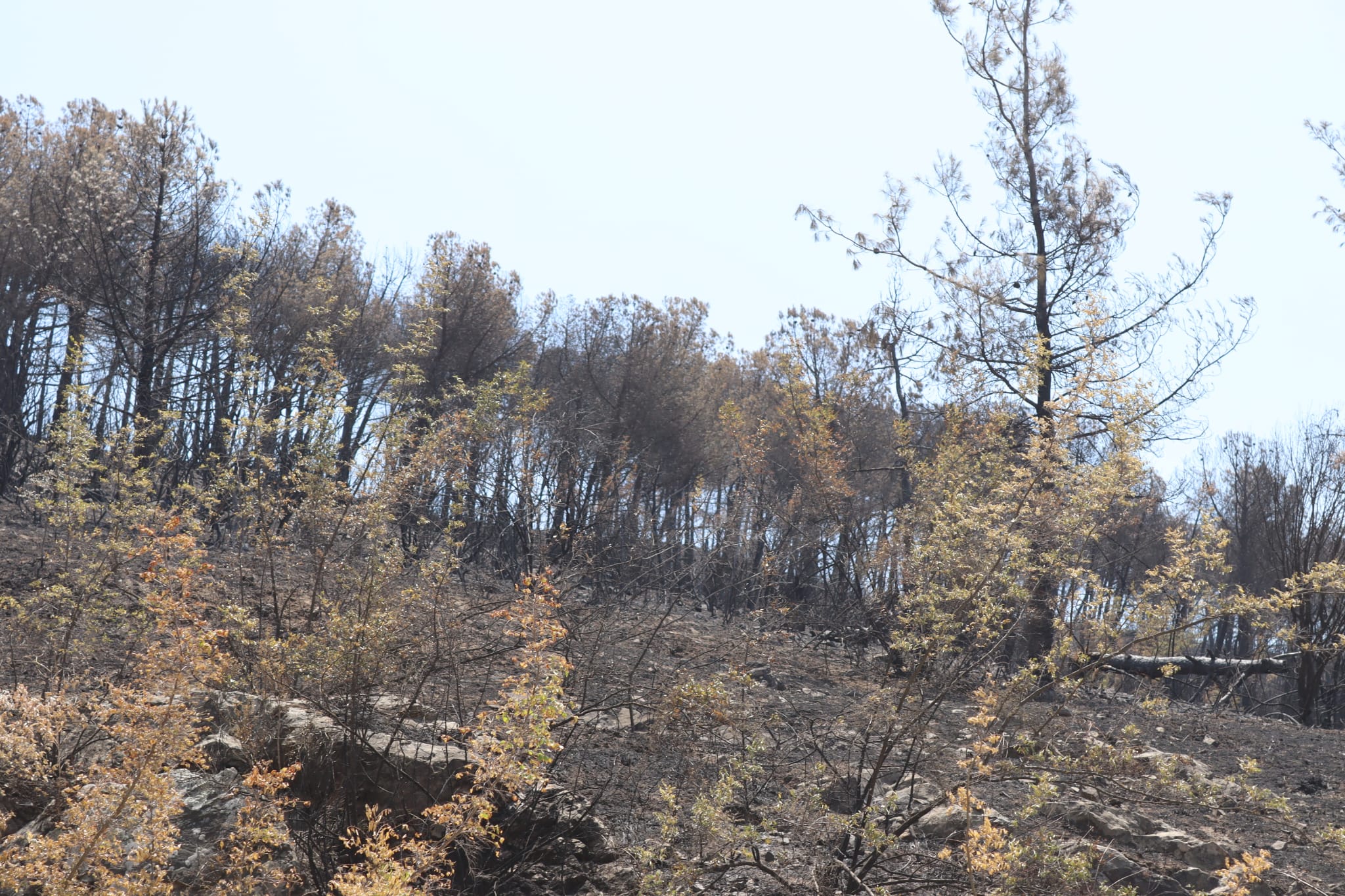 Web.whatsapp 2025 07 10T132158.724