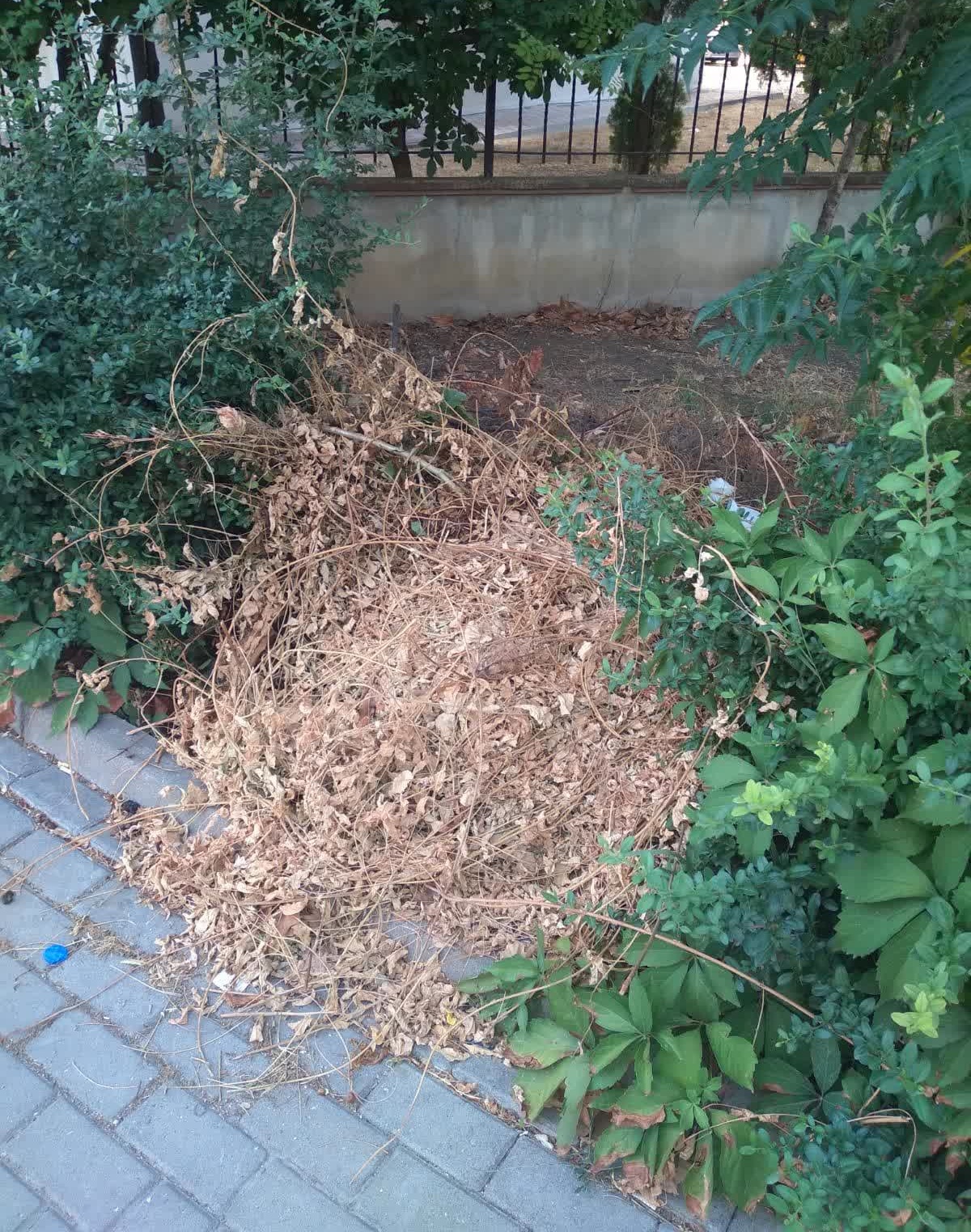 Yesil Alanin Bakimsizligi Ve Belediyenin Yetersiz Temizlik Hizmeti 3