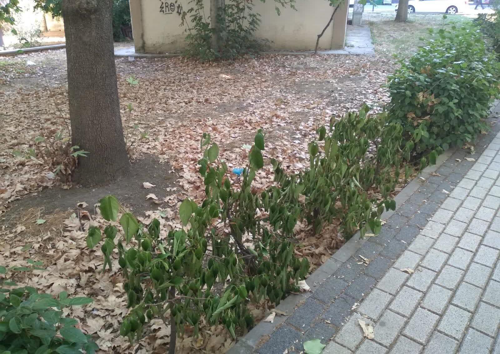 Yesil Alanin Bakimsizligi Ve Belediyenin Yetersiz Temizlik Hizmeti 6