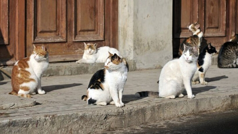 Kedi 1 Mbil
