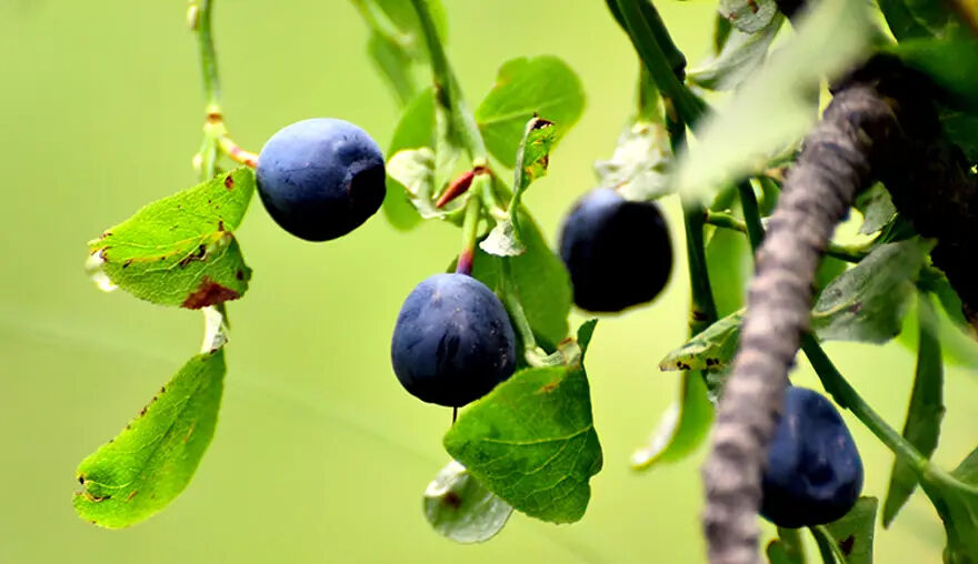 Blueberry