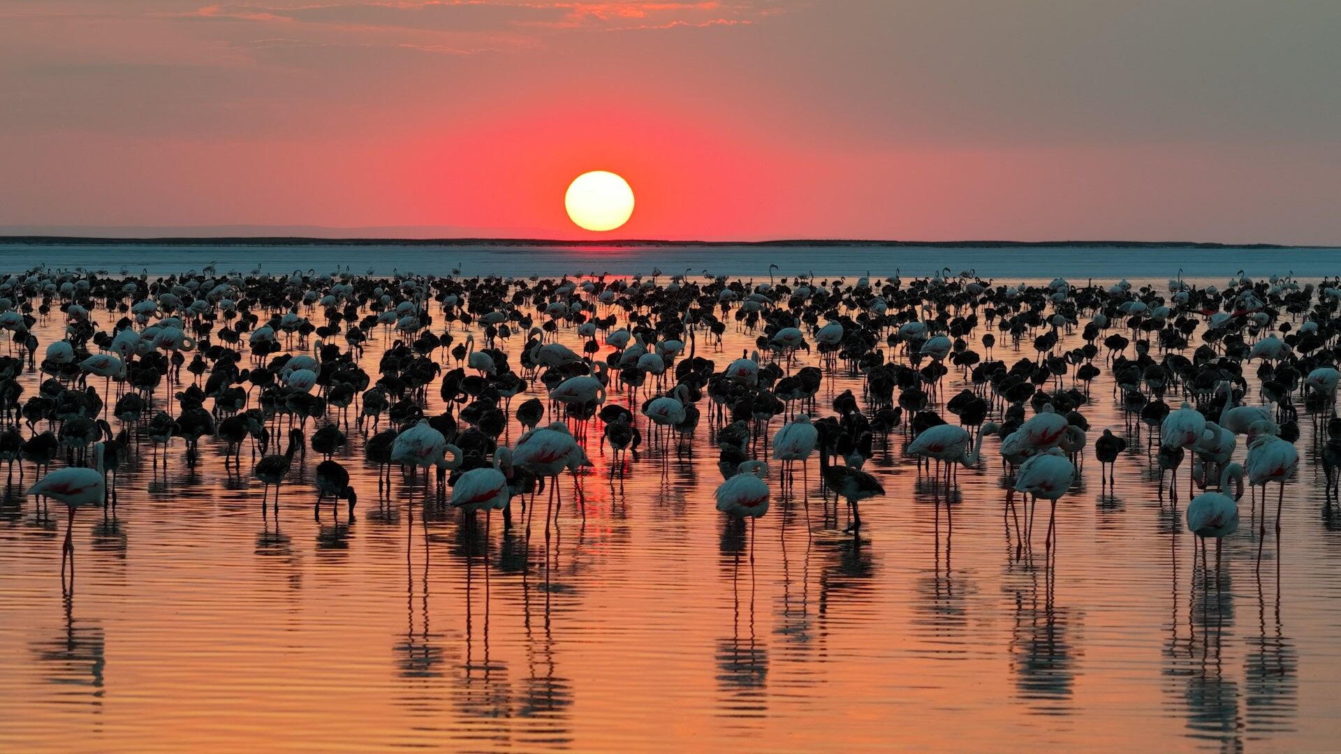 Tuz Gölü’nde flamingo rekoru: 12 bin 800 yavru sayıldı