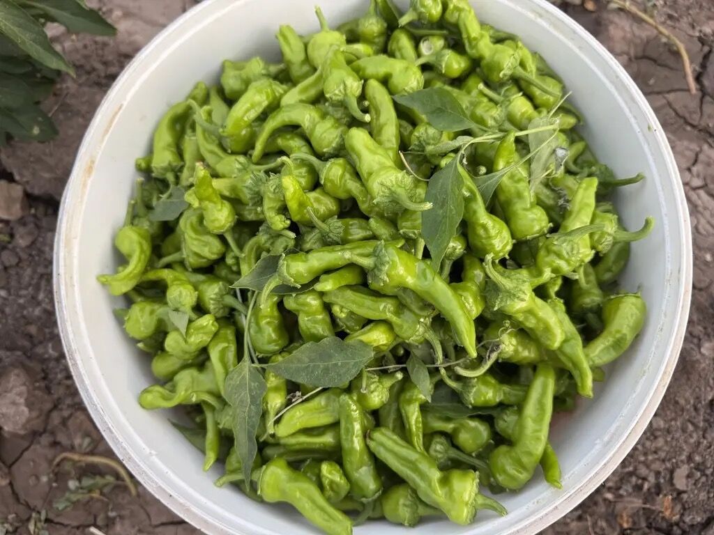 Görüntü 10-17
