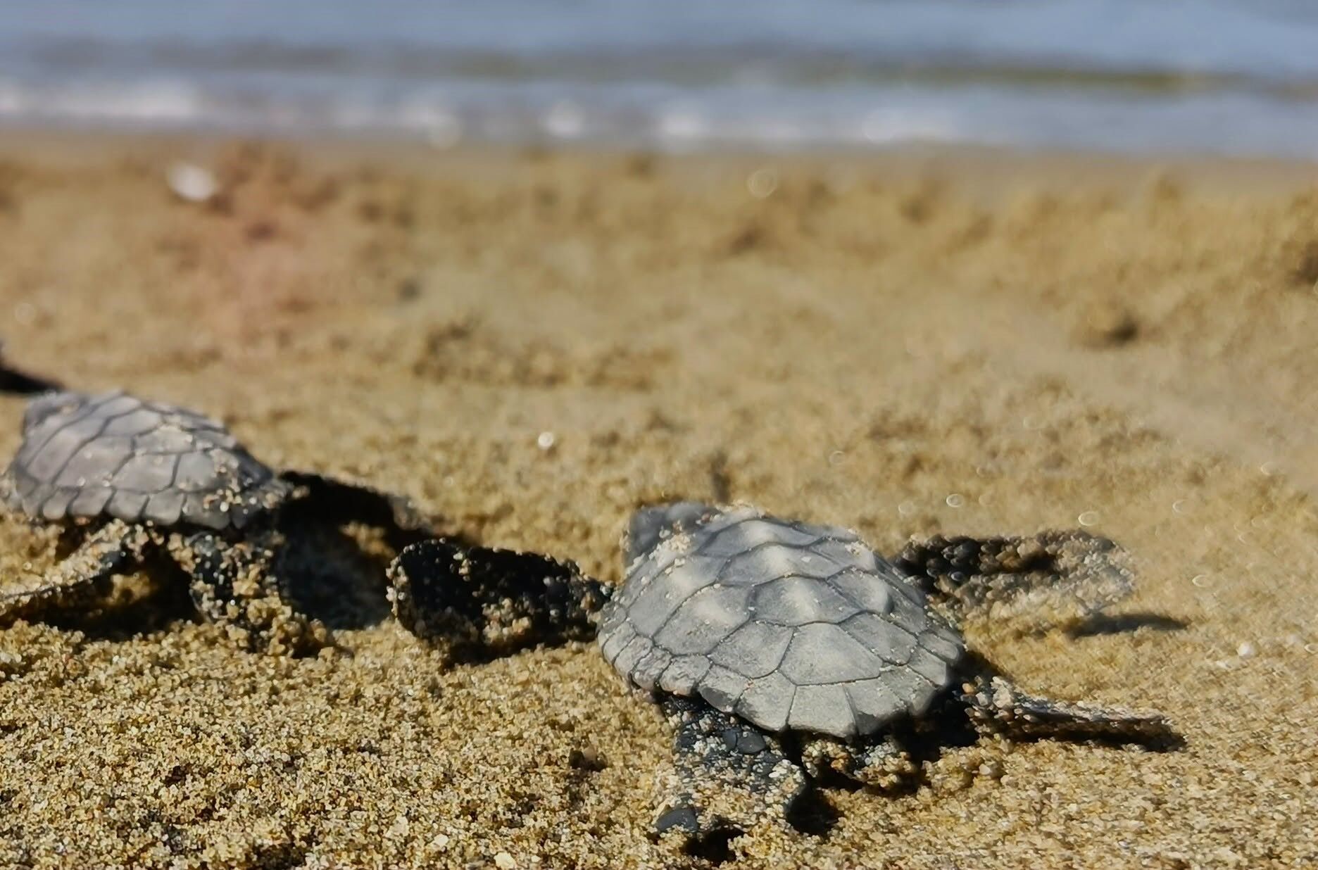 Yönlerini kaybeden caretta carettalar vatandaşlar sayesinde kurtarıldı