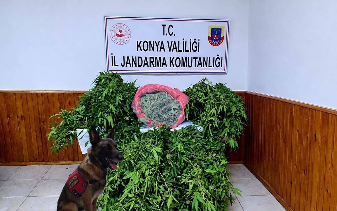 Depo görünümlü alana kenevir eken şüpheli yakalandı