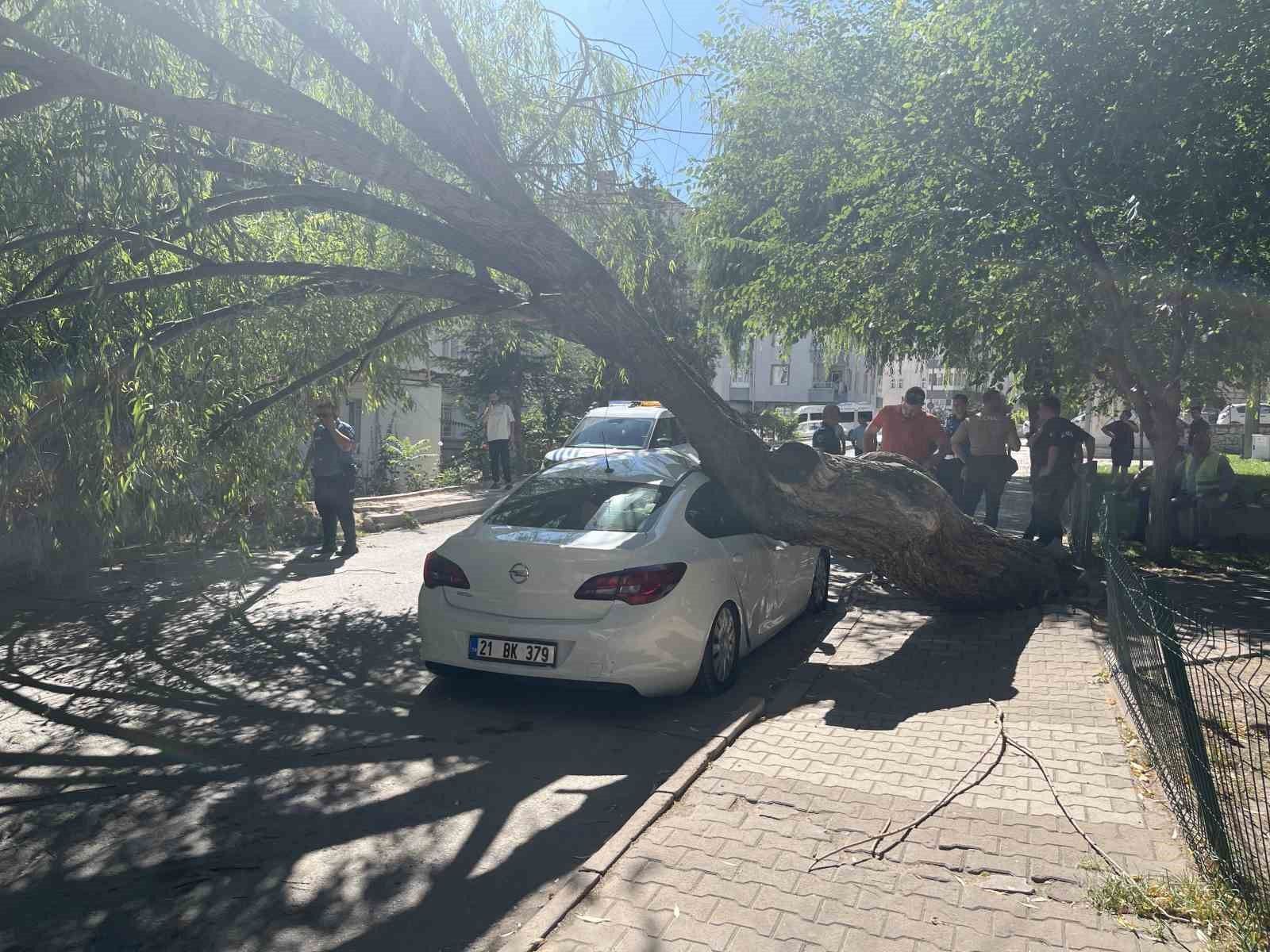 Niğde'de park halindeki otomobilin üzerine ağaç devrildi
