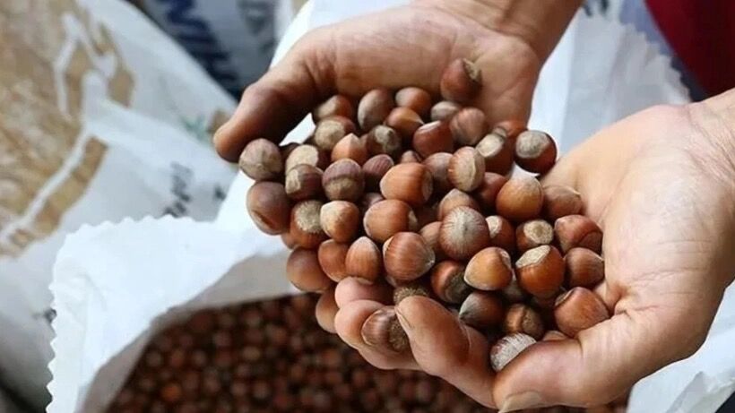 Fındık piyasasında dikkat çeken hamle: Ticaret Bakanlığı müfettiş görevlendirdi