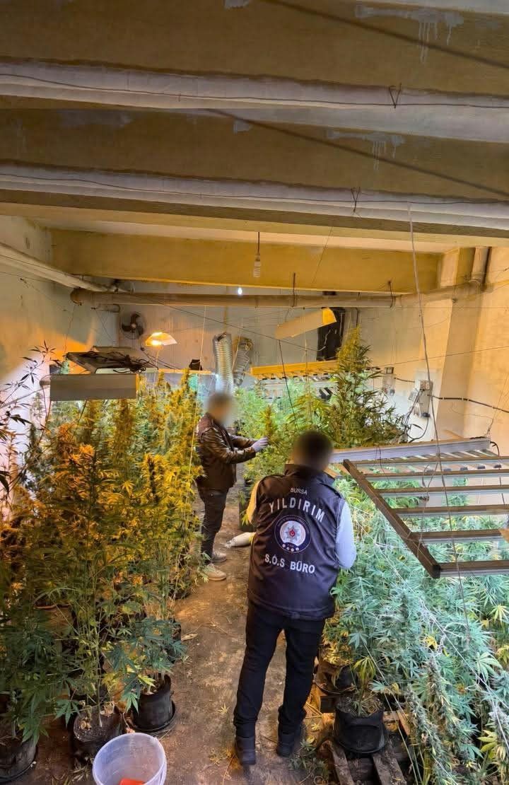 Bursa'da kasap dükkanını kenevir serasına çevirdi