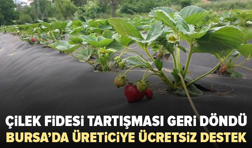 Bursa’da çilek kokan meclis tartışması: Ücretsiz fide kararı yeniden gündemde