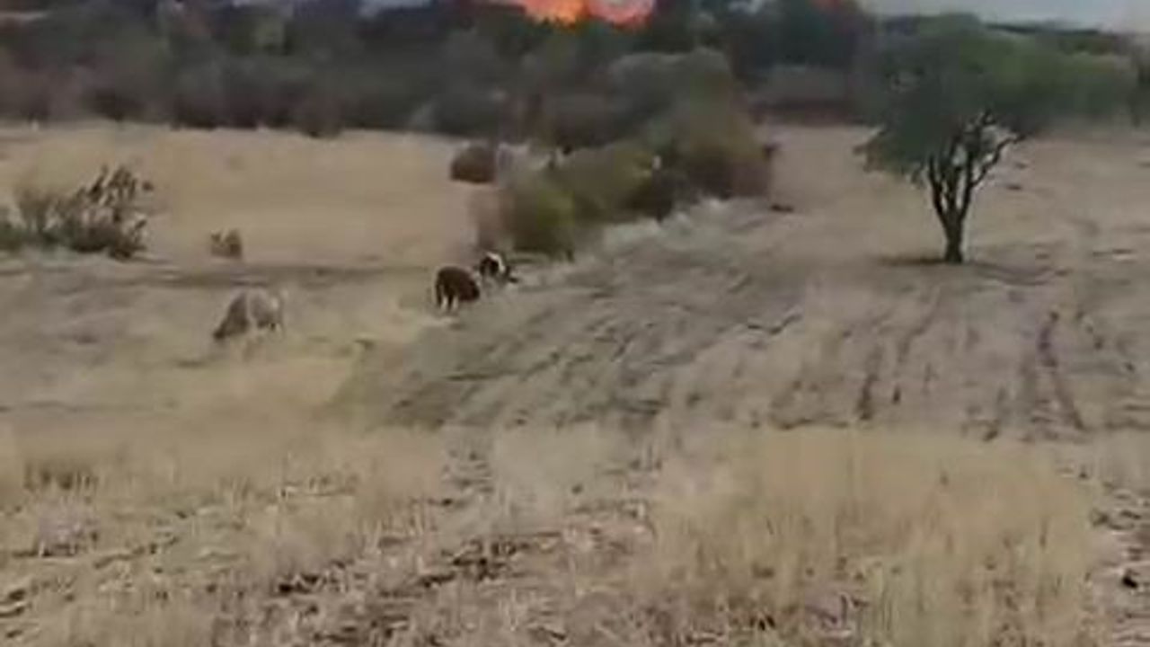 Diyarbakır’da otluk yangını