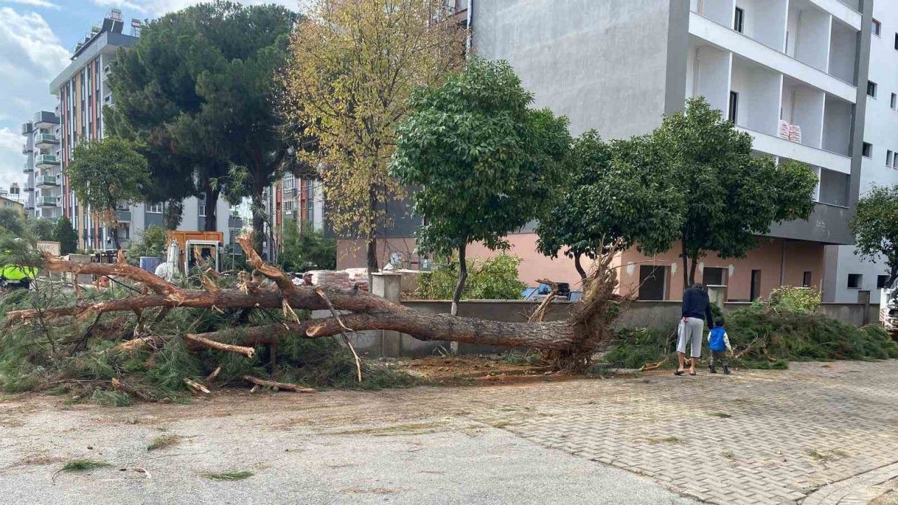 Kuruyan çam ağacı ağırlığa dayanamayarak yol devrildi