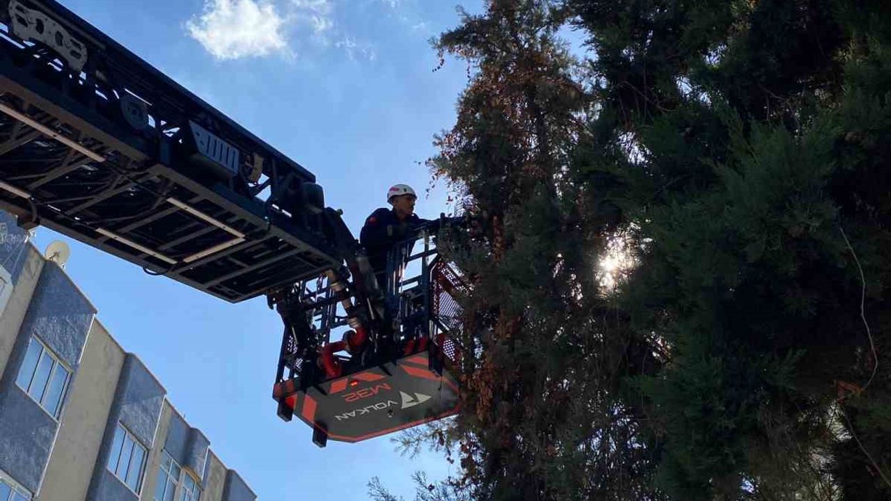 Şanlıurfa’da ağaçta mahsur kalan yavru kedi kurtarıldı