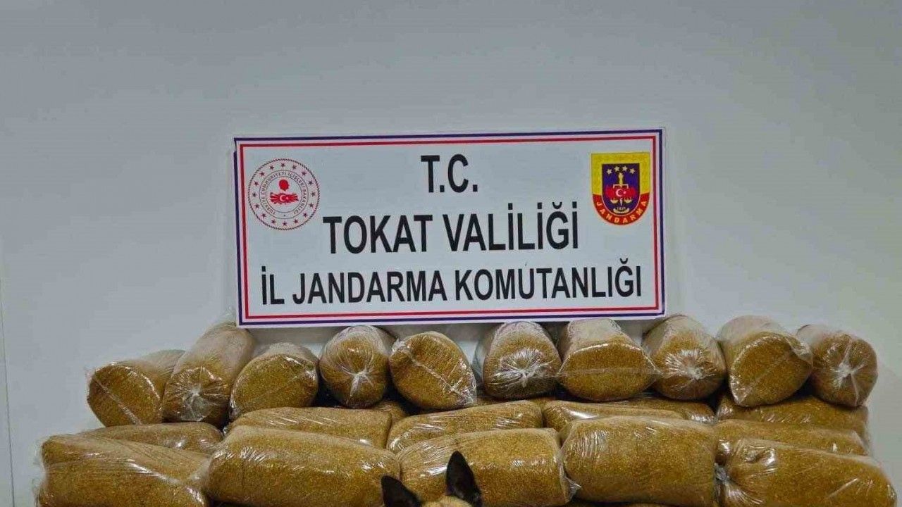 Tokat’ta 450 kilo kaçak tütün yakalandı
