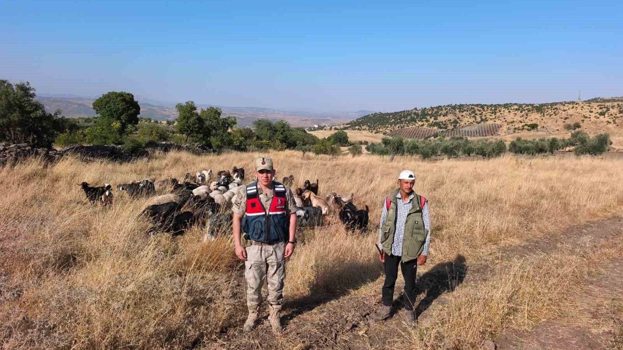 Kilis'te kaybolan 50 küçükbaş hayvan jandarma tarafından bulunarak sahibine teslim edildi