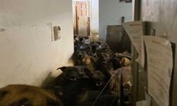 Tahliye edilen bir apartman dairesinde 48 köpek bulundu