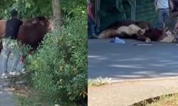 Bayram gelmeden kaçan kurbanlık haberi geldi!