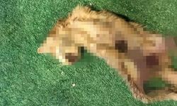 Zonguldak'ta bir kedi vahşeti daha!