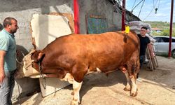 Bursa'da 1 ton 200 kiloluk kurbanlık, araba fiyatına alıcısını bekliyor