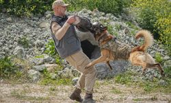 TSK'nın komando köpekleri Mehmetçik'le yan yana vatanı savunuyor
