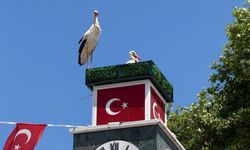 Leyleklere sıcak yuva: İznik Belediyesi’nden örnek doğa desteği