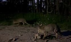 Bursa'da tilkileri eliyle besledi! O anlar kamerada