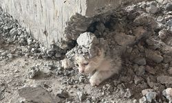 İnşaata giren yavru kedinin üzerine beton döküldü