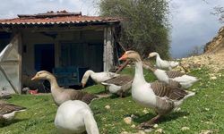 Kick boksçu "kaz tüyü" toplayıp yorgan yapıyor