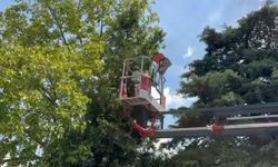 Bursa'da ağaçta mahsur kalan kedileri itfaiye kurtardı