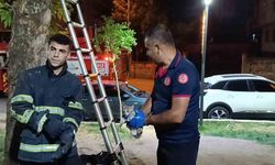 Ağaçta mahsur kalan kedi itfaiye ekibi tarafından kurtarıldı