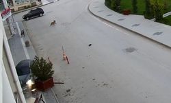 Alkollü sürücü önce kaldırıma sonra iş yerinin saksılarına çarptı