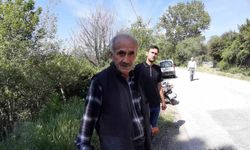 Aracın çarptığı karaca telef oldu