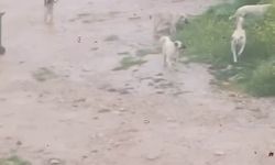 Bursa'da başıboş köpek sürüsü çocuğu kovaladı