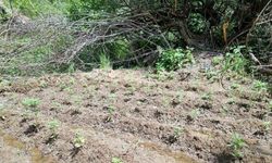 Bingöl’de 330 kök kenevir ele geçirildi
