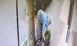 Bursa'da bir kasa çiçeği böyle götürdü