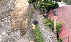 Bursa'da mahsur kalan Kangal köpeklerini sahibi kurtardı