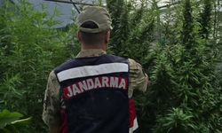 Jandarma’dan kenevir serasına operasyon