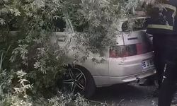 Kökünden sökülen ağaç otomobilin üzerine devrildi