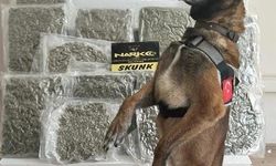 Narkotik köpeği ’Yaşa’ sayesinde 10 kilo esrar yakalandı