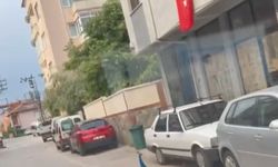 Bursa'da tavus kuşu sürücülere ilginç anlar yaşattı