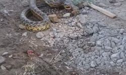 Bursa'da aracın motor kısmına giren yılanı çıkarmak için ateş yaktı