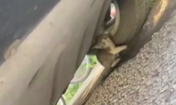 Başkentte kedi kurtarma operasyonu