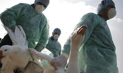 Rapor: Kuş gribi vakaları daha hızlı ve büyük etkilerle yayılıyor