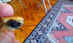 Bursa'da 'pes' dedirten olay!