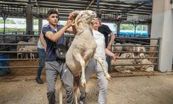 Bursa'da 4 boynuzlu koçun her boynuzuna 10 bin lira istiyor
