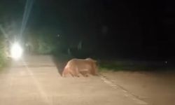 Bursa'da anne ayı ve üç yavrusu görüntülendi