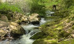 İznik'teki Sansarak Kanyonu gezginlerin ve turistlerin ilgisini çekiyor