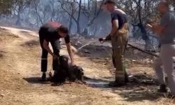 Bursa'da yangından kurtarılan köpeklere itfaiye ekipleri ilk müdahaleyi yaptı