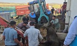 Bağını kopararak foseptik çukuruna düşen boğa kurtarıldı